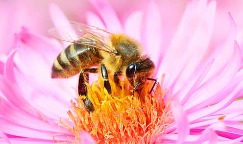 World Honey Bee Day