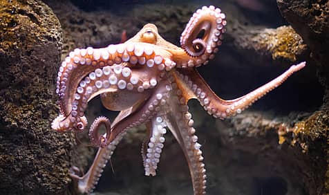 World Octopus Day