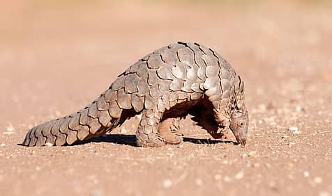 World Pangolin Day