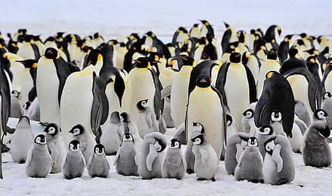 World Penguin Day