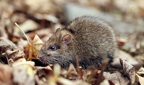 World Rat Day