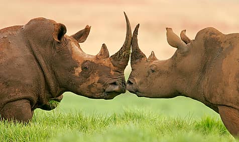 World Rhino Day