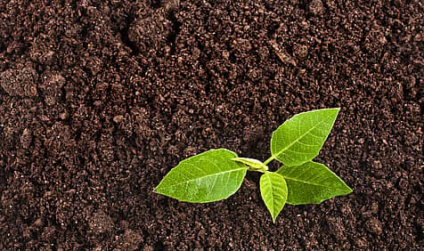 World Soil Day