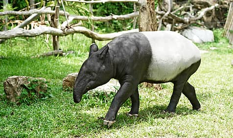 World Tapir Day