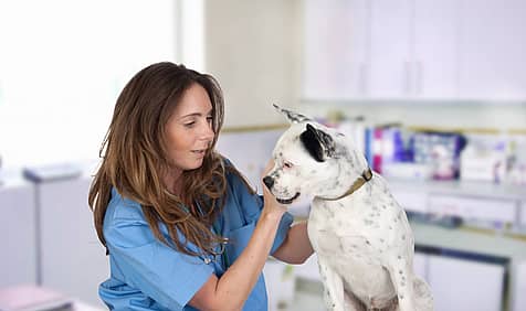 World Veterinary Day