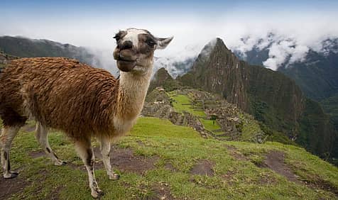 International Year Of Camelids