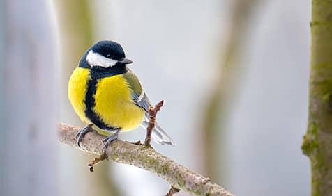 RSPB Feed the Birds Day