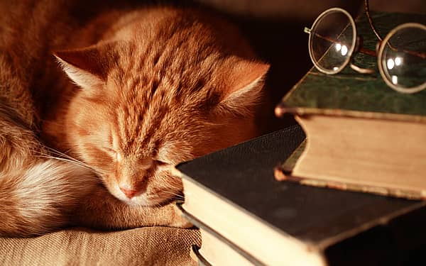National Hug Your Cat Day (June 4Th) | Days Of The Year
