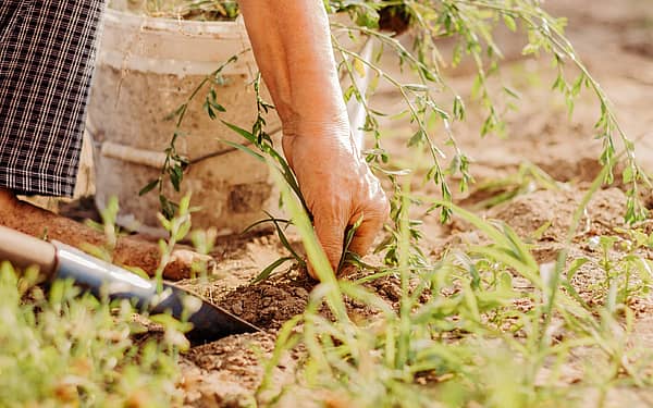 National Garden Month (April 2024) Days Of The Year