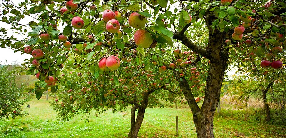 Apple Tree Day