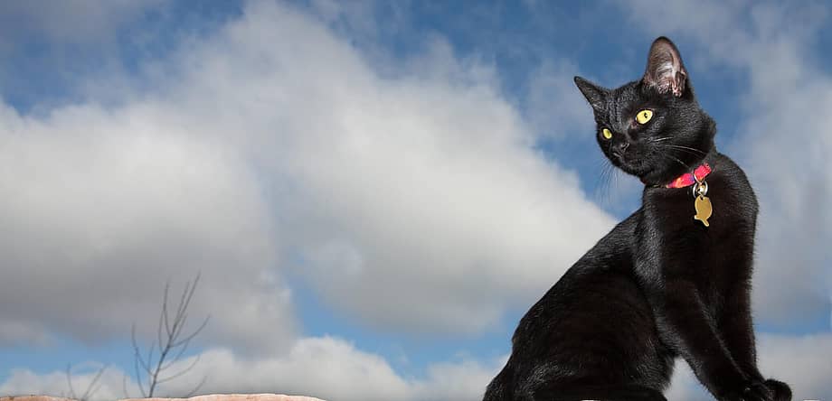 National Black Cat Appreciation Day