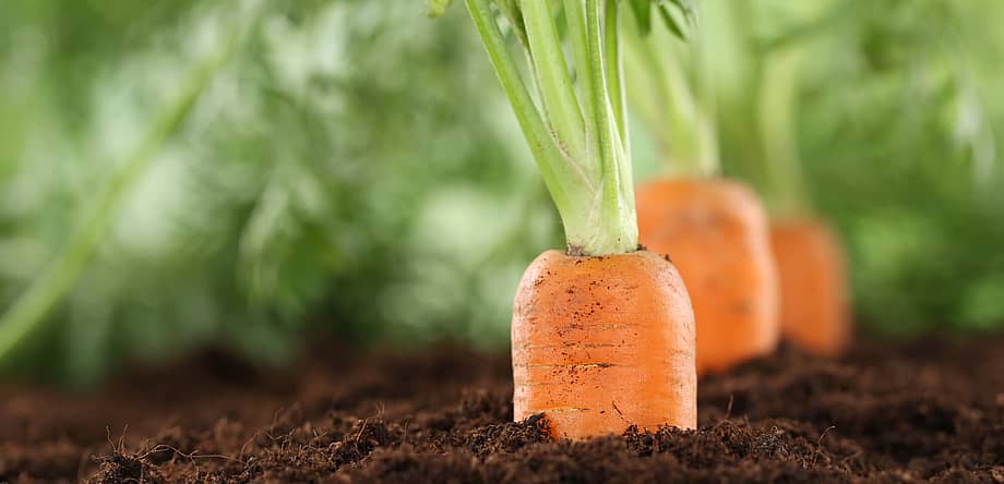 International Carrot Day
