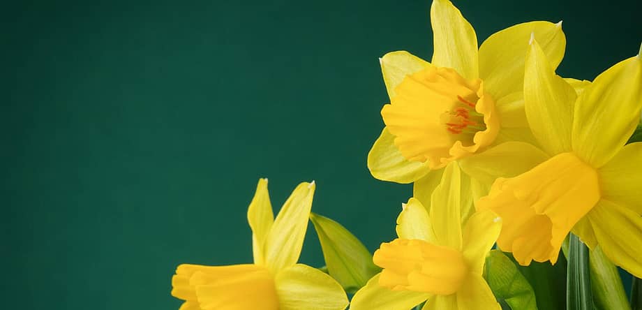 Daffodil Day