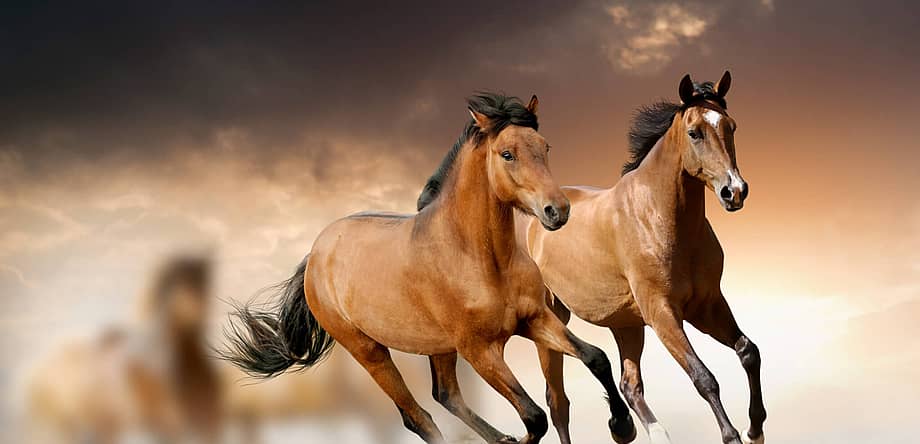 Day of the Horse