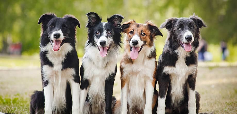 National Dog Day