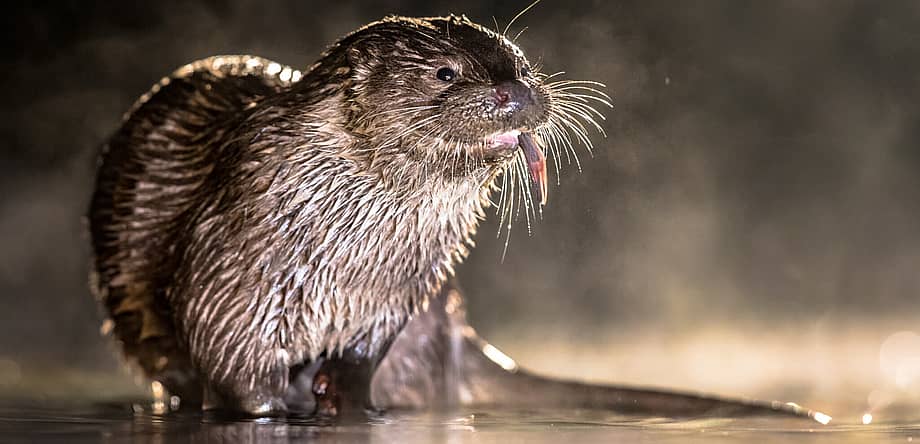 World Otter Day