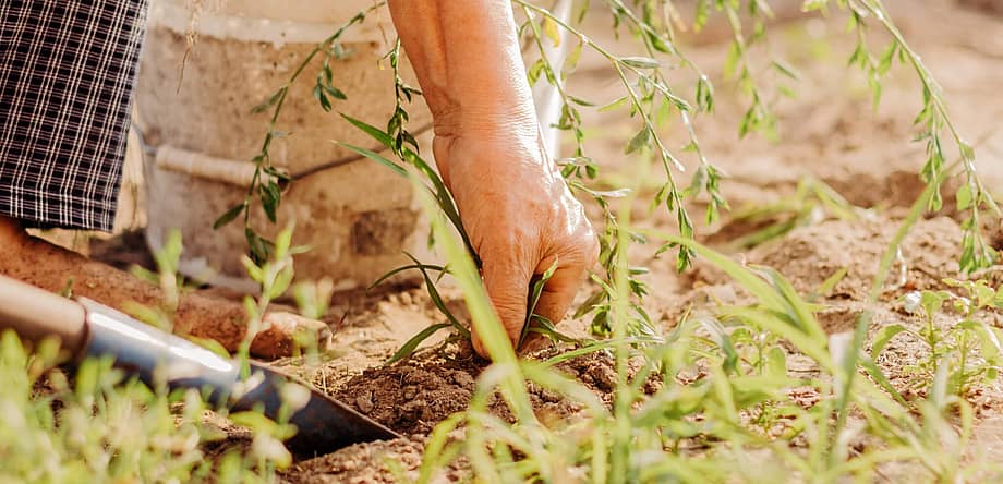 National Weed Your Garden Day
