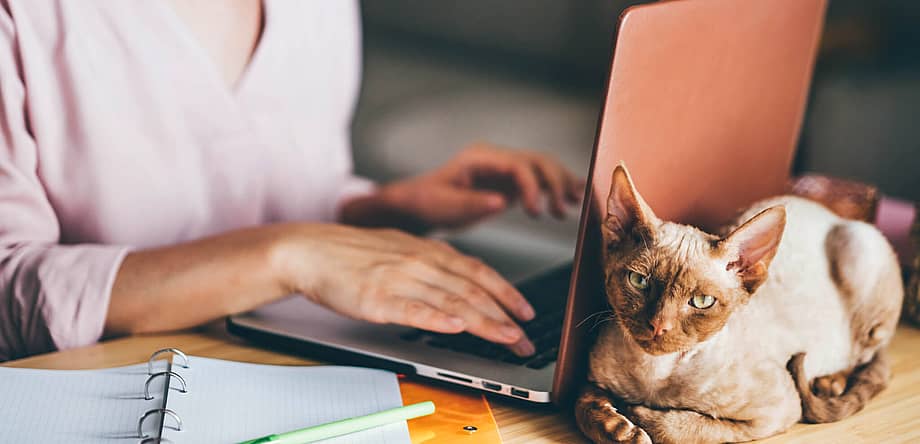 National Take Your Cat to Work Day