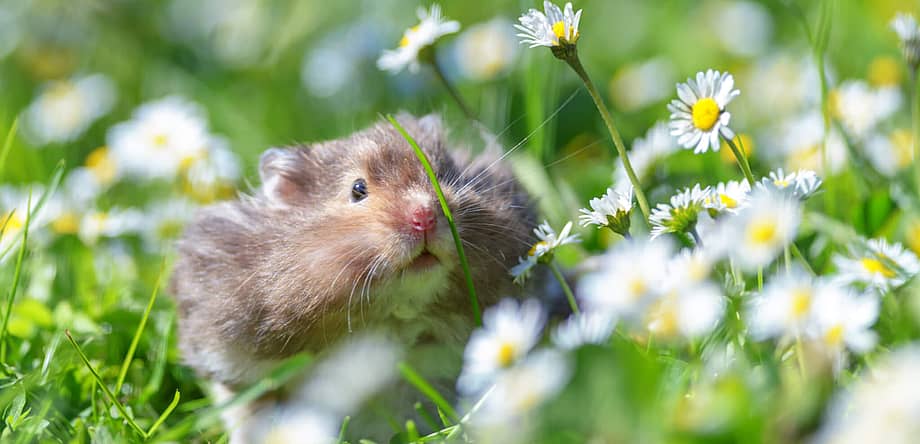 World Hamster Day