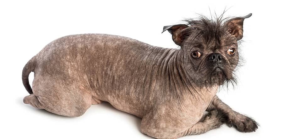 Ugliest Dog Day