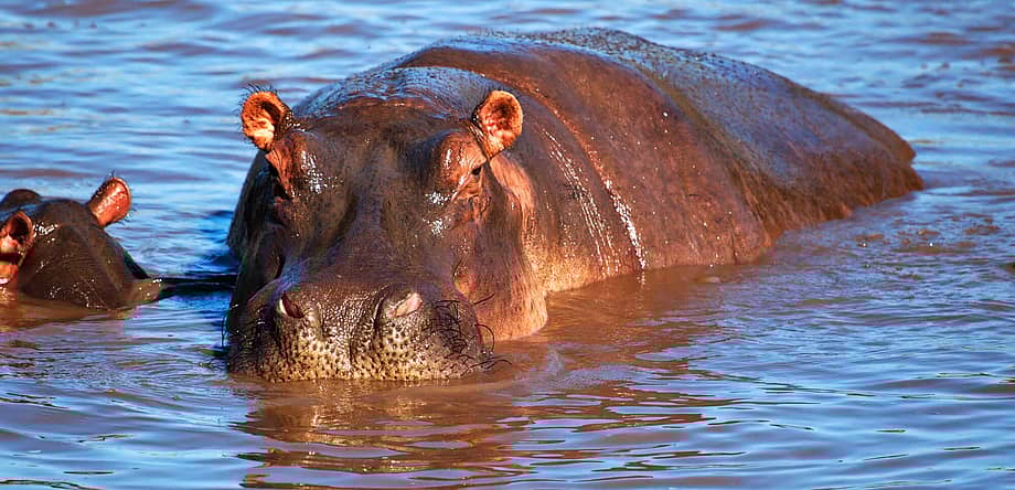 World Hippo Day