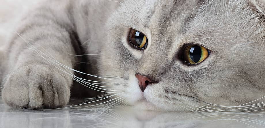 International Cat Day