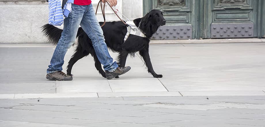 International Guide Dog Day
