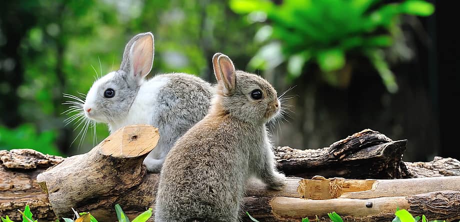 World Wildlife Day