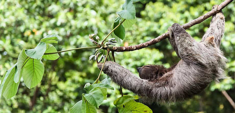 International Sloth Day