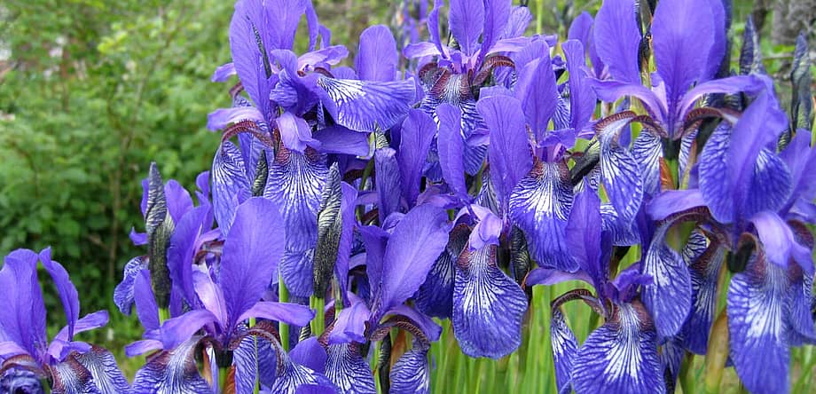 Iris Day