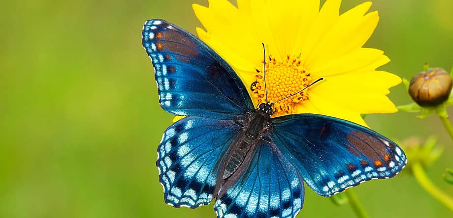 National Learn About Butterflies Day
