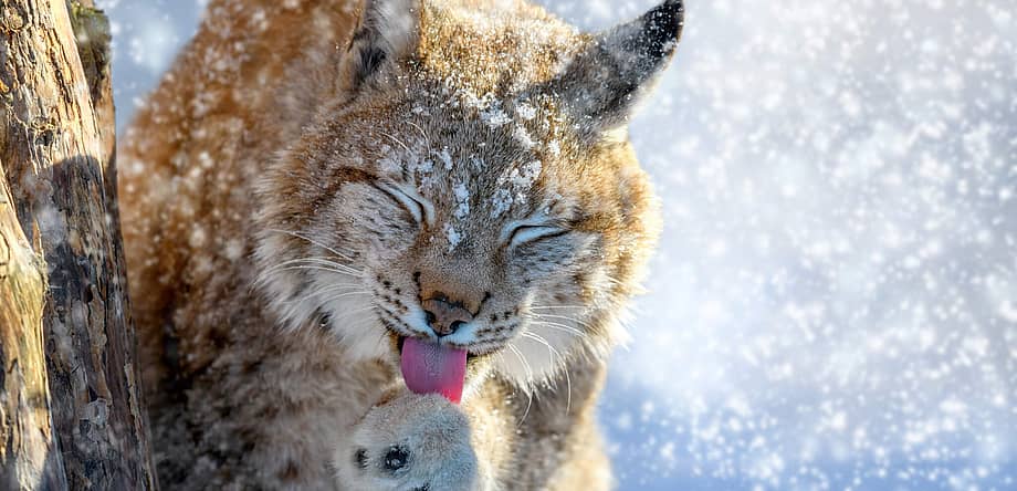 International Lynx Day