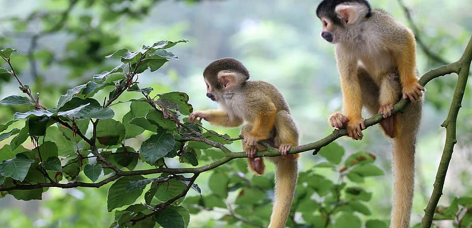 Monkey Day