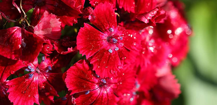 National Carnation Day