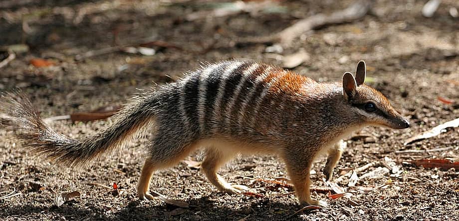 World Numbat Day