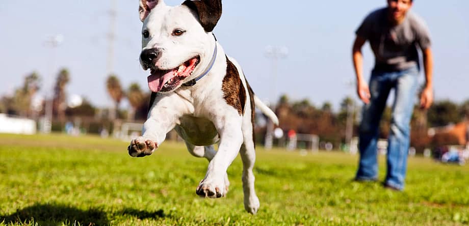 Pet Owners Independence Day