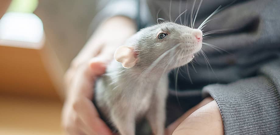 World Rat Day