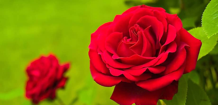 National Red Rose Day