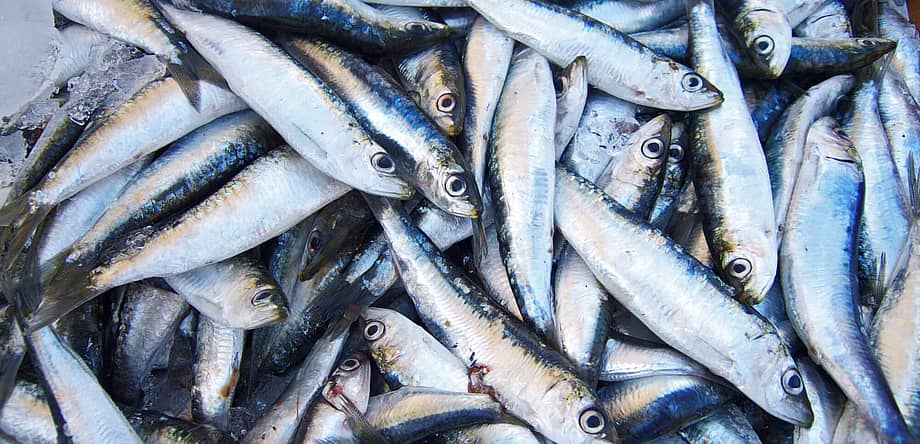 National Sardines Day