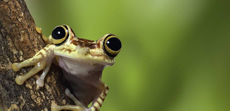 Save The Frogs Day