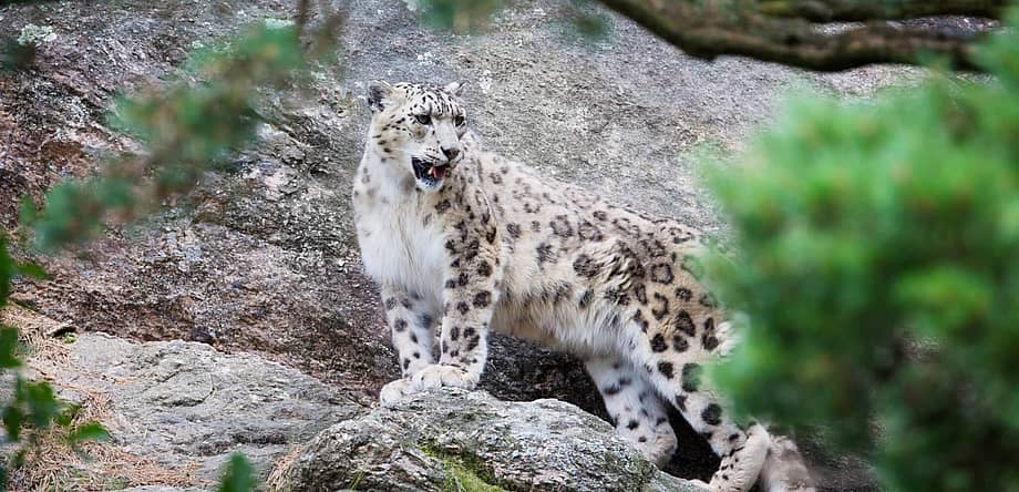 International Snow Leopard Day