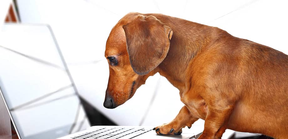 National Take Your Dog to Work Day