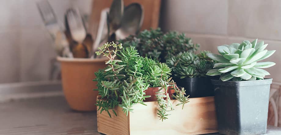 Take Your Houseplant For A Walk Day