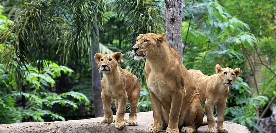 Visit The Zoo Day
