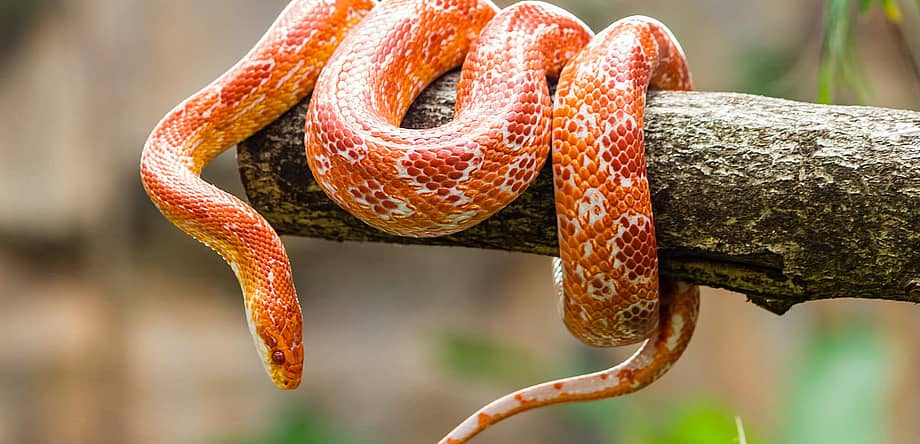 World Snake Day