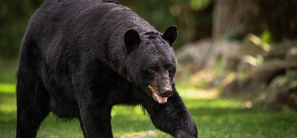 National Black Bear Day