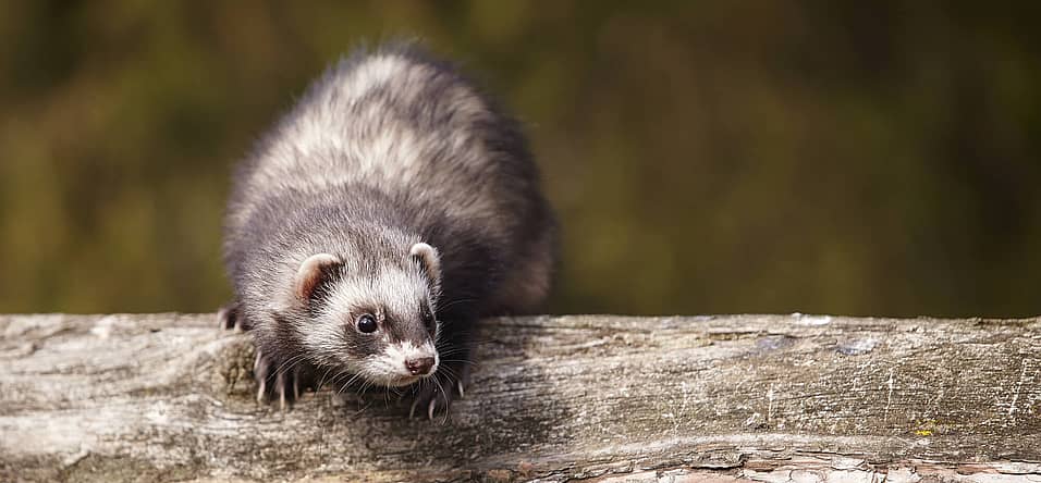 Adopt A Ferret Month