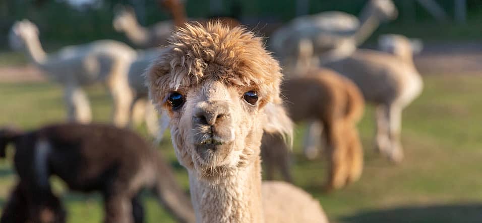 National Alpaca Day