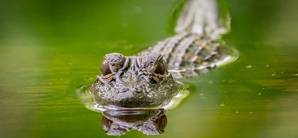 National Alligator Day