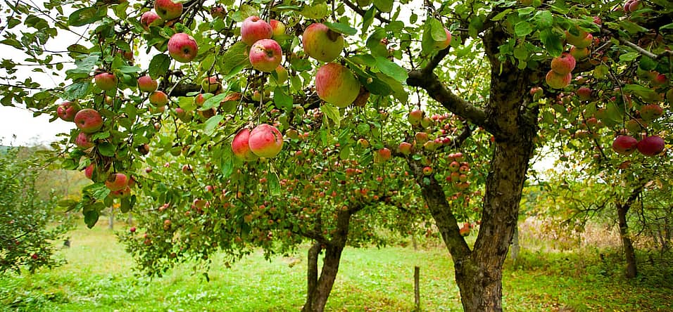 Apple Tree Day